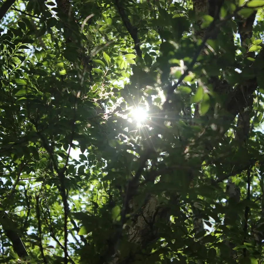 La lumière du soleil filtrant à travers les arbres