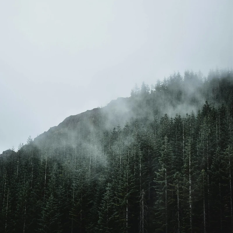 Forêt de montagne dans la brume, ambiance profonde