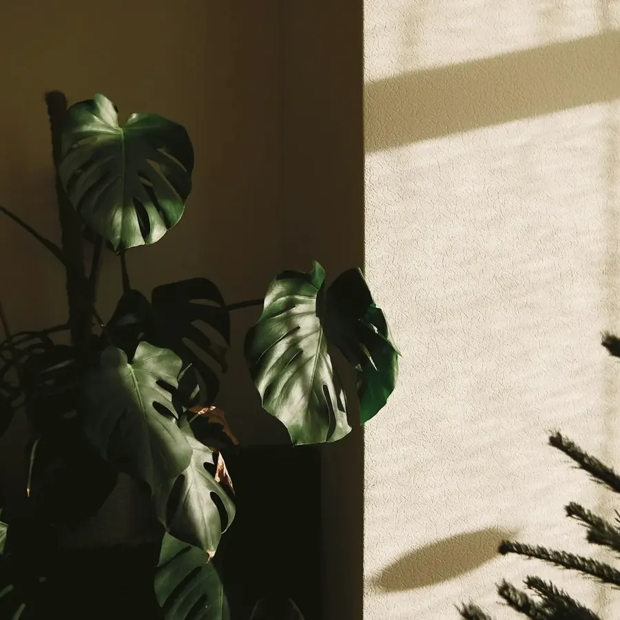 Feuilles de monstera dans la lumière d'une fenêtre
